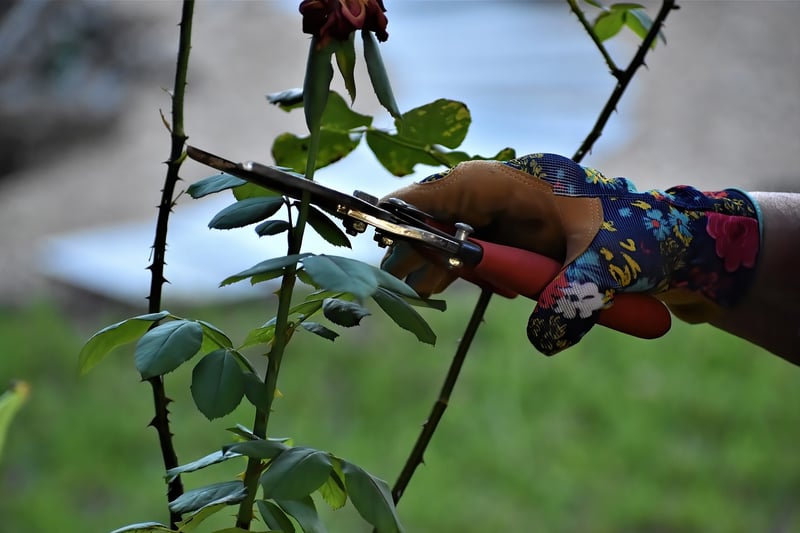 Pruning Guidance
