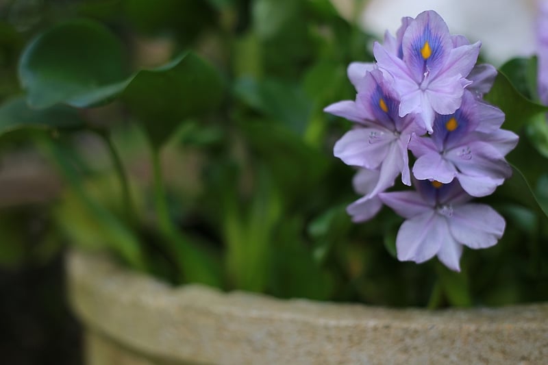 Healthy plant in a flower pot