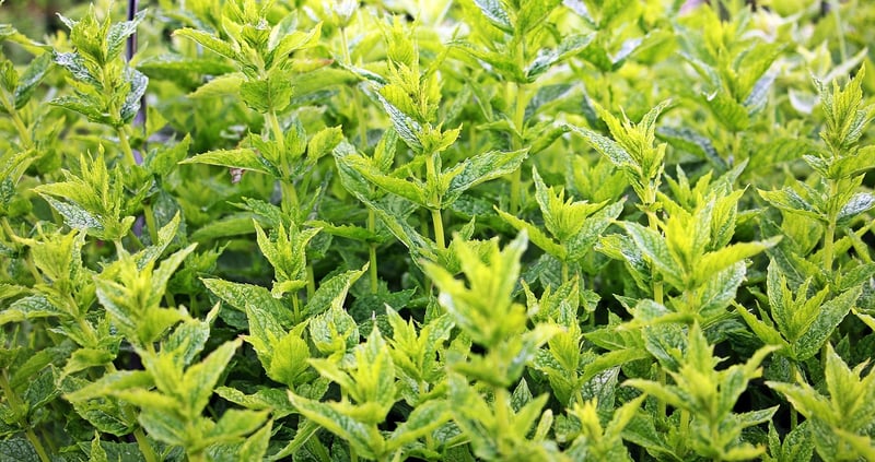 Mint