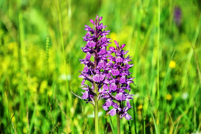 Orchids
